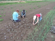  Organic farm work day in Zsambok 