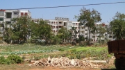 Resilience at the margins: Stories of seed practices in the city gardens of Havana City, Cuba