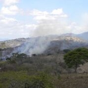 Photo 1: The practice of slash and burn is still widespread in rural areas of Nicaragua. It is often encouraged by large cattle-